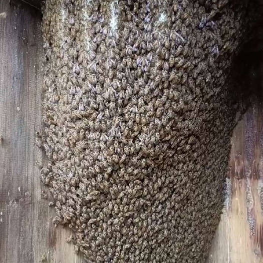 农村土蜂蜜