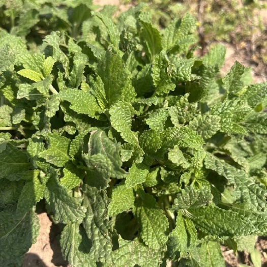 临沭县癞蛤蟆稞（荔枝草），自然水洗晒干