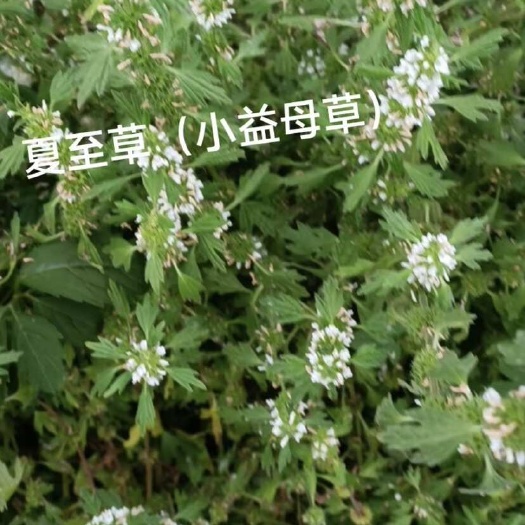 夏至草全草入药，味辛、微苦，性寒，有小毒。月经不调