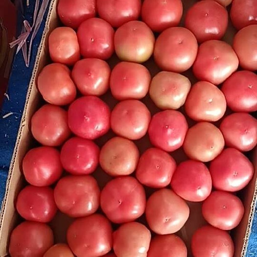 精品小果