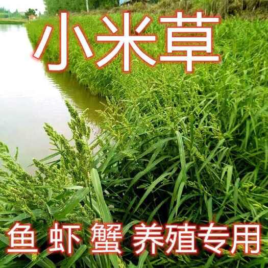 苏州小米草种子水草种子养鱼专用草种增氧水草虾蟹牧草籽雀叶稗耐水淹