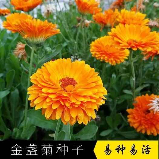苏州金盏菊种子金盏花常春花易种观赏绿化庭院花海阳台盆栽花卉花种子