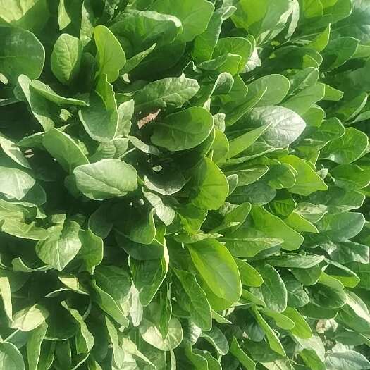 潍坊精品小叶菠菜