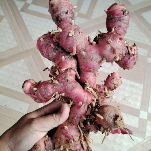 平南县红皮南姜