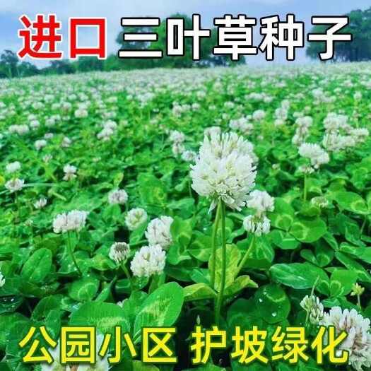 三叶草白三叶红三叶多年生四季常青耐寒耐旱护坡绿化绿肥种子