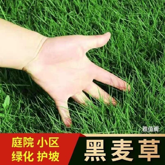 多年生黑麦草草坪种子耐踏耐寒草坪草籽庭院公园绿化护坡工程草籽