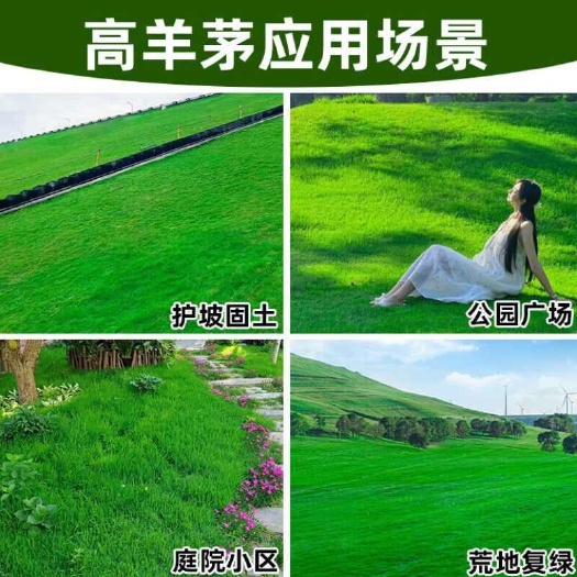 高羊茅草坪种子耐寒耐旱耐践踏四季常青庭院绿化护坡草种草籽