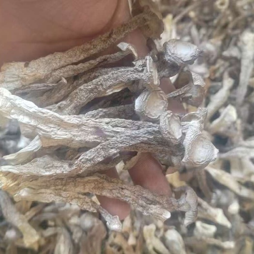 黑龙江牡丹江干货鹿茸菇批发零售海林市直发食用菌蔬菜