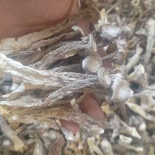 海林市黑龙江牡丹江干货鹿茸菇批发零售海林市直发食用菌蔬菜