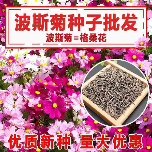 苏州波斯菊种子格桑花种子混色野花组合种子绿化景观草花种子四季易种