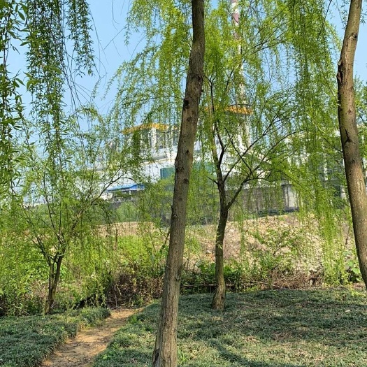 郴州湖南郴州 垂柳 金丝垂柳  青皮柳 基地直销