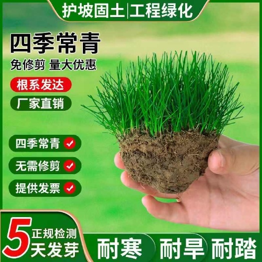 四季青草籽耐寒耐旱矮生耐践踏庭院别墅绿化小区公园草坪种子