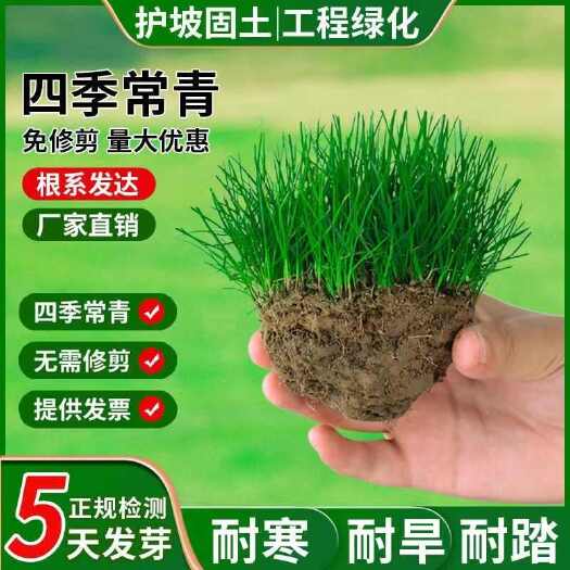 苏州四季青草籽耐寒耐旱矮生耐践踏庭院别墅绿化小区公园草坪种子