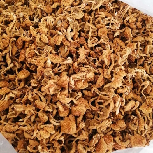 海林市黑龙江滑子菇