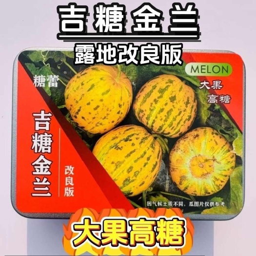 沭阳县吉糖金兰露地版甜瓜种子花皮绿肉高糖杂交甜瓜八里香香瓜种籽大田