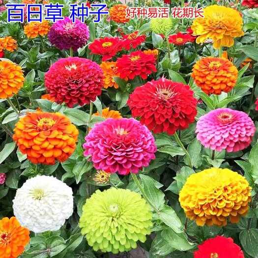 百日草花种子批发庭院种子四季易种室外阳台花籽子易种活开花不断