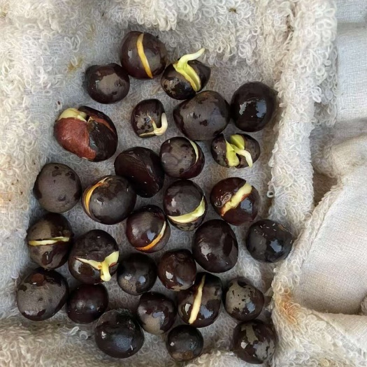 茶叶籽绿茶籽茶油原料信阳毛尖茶树种子厂家常年大量供应