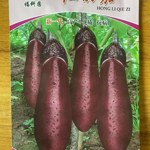 衡阳县红丽茄种子新一袋杂交种子紫红茄种子