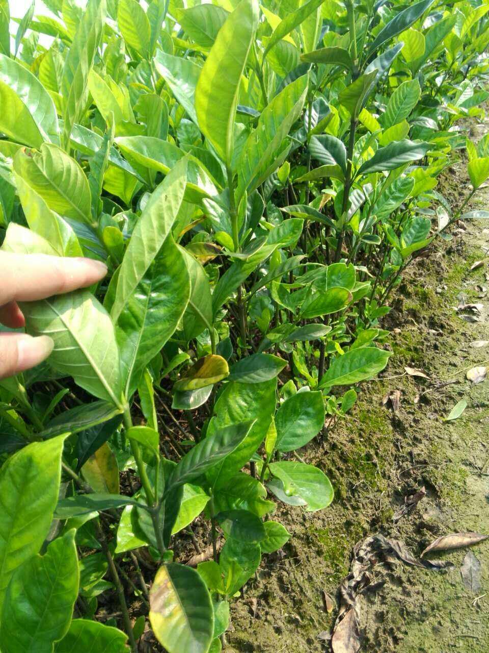 基地直销 小叶栀子花 大叶栀子花苗 营养杯苗