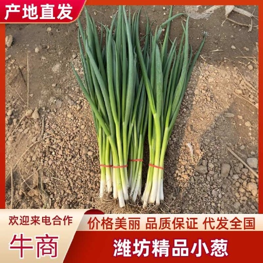 安丘市四季小葱·源头直发，严控品质，稳定供应，安心之选
