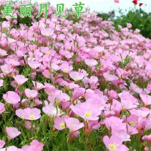 苏州美丽月见草种子多年生宿根花卉种子四季易活易种草花种子耐寒花籽