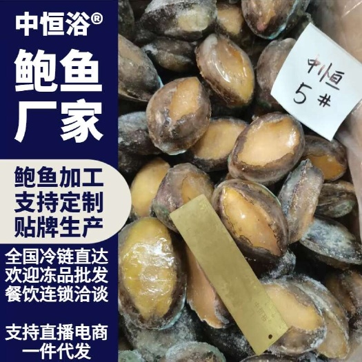 东山县活冻鲍鱼 5头大鲍鱼 鲍鱼厂家 供应酒店餐厅冻品批发