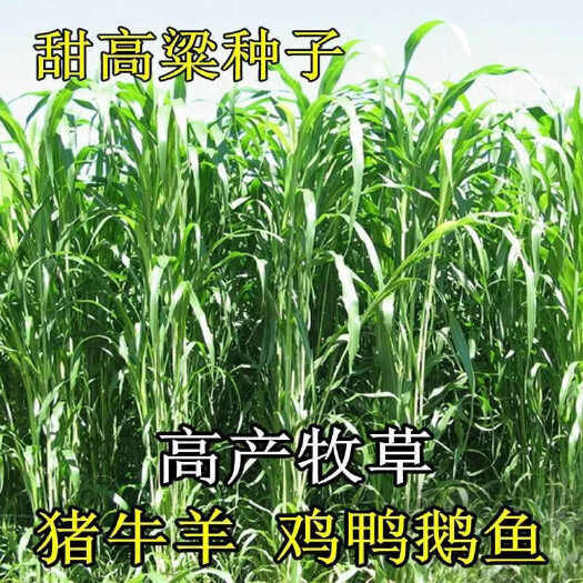 甜高粱种子，养牛羊草籽大叶无毛高产喂猪鸡兔养殖鱼草四季牧草种