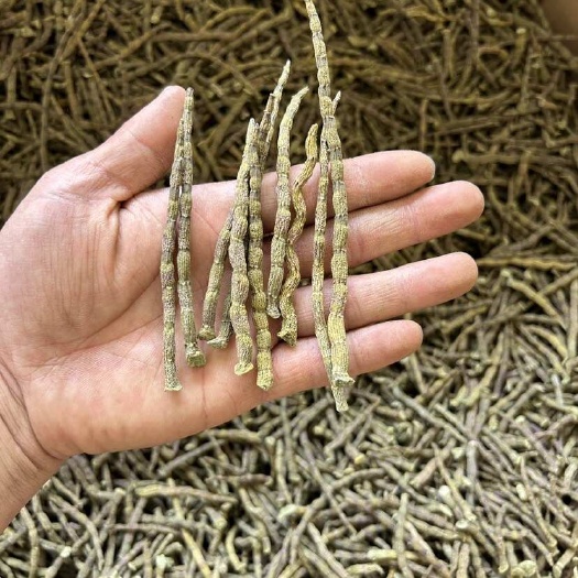 昆明铁皮石斛精选丁条单年条选货1斤起批发包邮到家