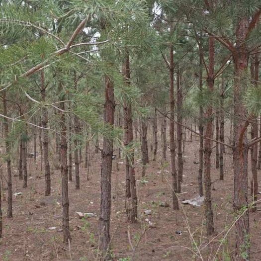 建平县樟子松数量庞大土球大地树