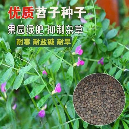 毛苕子种子果园绿肥饲用养殖牧草蜜源花卉固土护坡长柔毛野豌豆籽