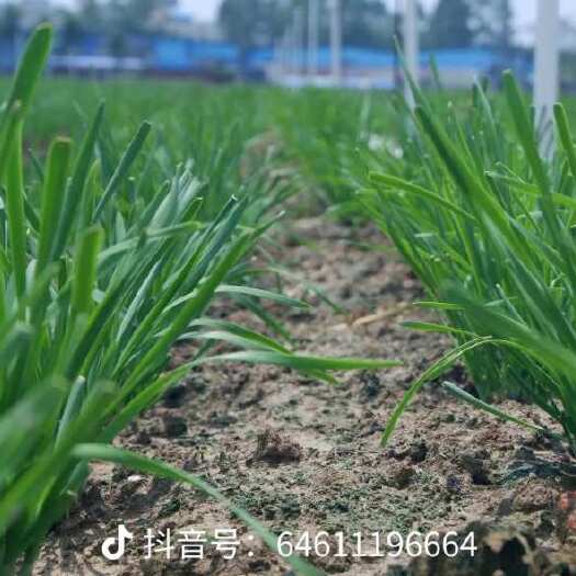 灌云县卖二刀韭菜