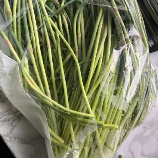 濮阳新鲜蒜苔有要的联系大量批发零售，