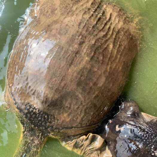 肇庆外塘珍珠鳖