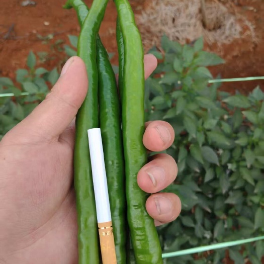 威宁县三号线椒