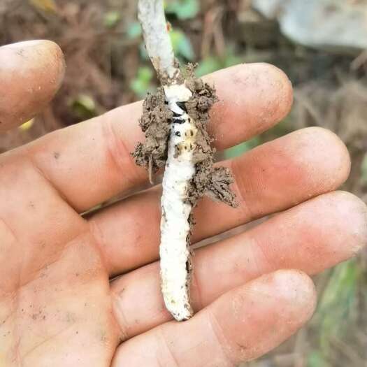 凤凰县亚香棒虫草