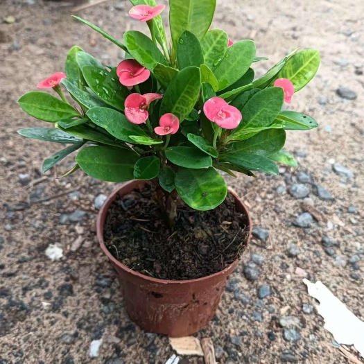 广州铁海棠盆栽  90#铁海棠虎刺梅盆栽 四季开花多肉植物 带花