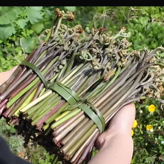 辽阳县鲜蕨菜直销