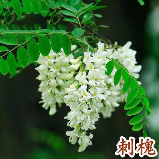 刺槐种子 白花刺槐树苗香花槐 紫穗槐洋槐蜜蜂采蜜槐花黄花槐种