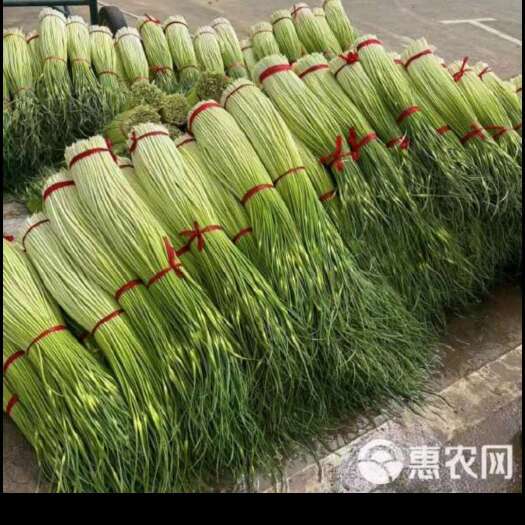 菏泽菏泽蒜苔