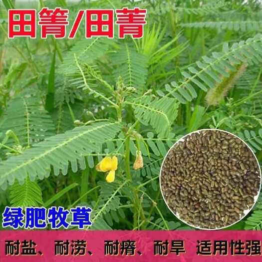 苏州田箐种子果园土壤改善碱菁涝豆耐涝耐旱耐盐碱田青牧草绿肥种籽孑