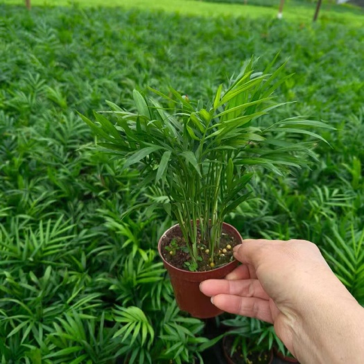 袖珍椰子盆栽  【基地直销】 90袖珍椰子 批发绿植小盆栽
