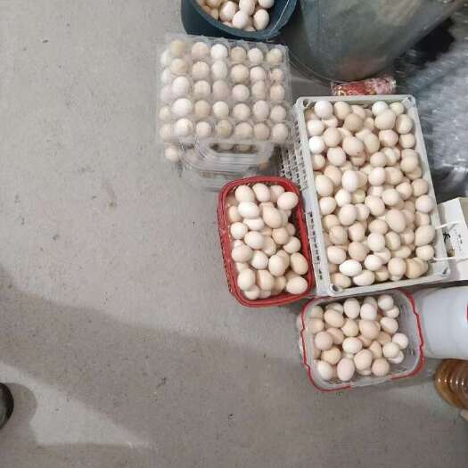 南雄市家养吃稻谷的土鸡蛋
