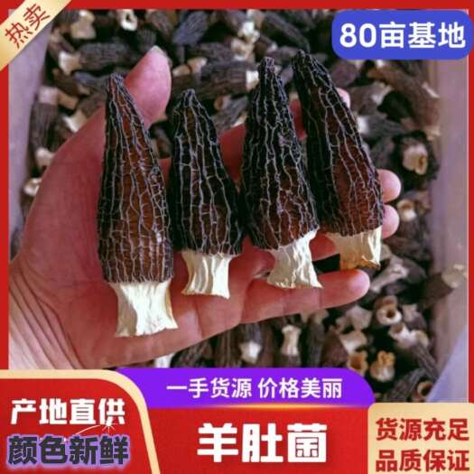 【新货头茬】羊肚菌干货精品肉厚黑羊肚菌食用菌原产地批发羊肚菌