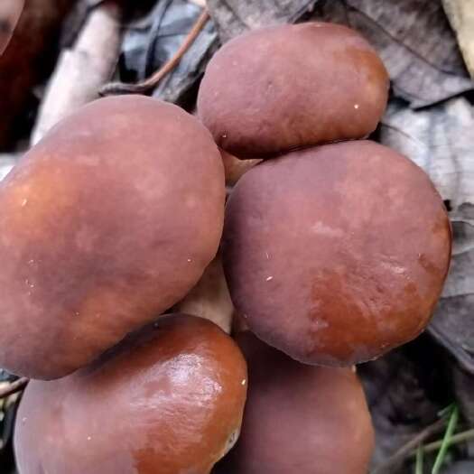 西昌市仿野生新鲜茶树菇