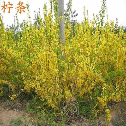 苏州柠条种子林灌木多年生柠条耐旱耐寒耐高温薪炭材花朵好看简单易种