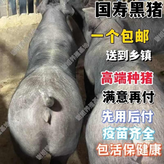 国寿黑母猪国寿黑公猪瘦肉型黑猪仔杜洛克黑金刚山下长黑