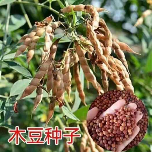 苏州木豆种子豆蓉观音豆树豆柳豆绿化好种护坡灌木种籽多年生绿化固土