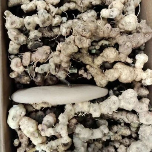 奉节黄精，假一赔十，缺点就是大小不一致的货，保证质量货