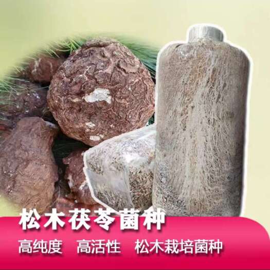 西乡县白茯苓松树木材种植栽培菌种