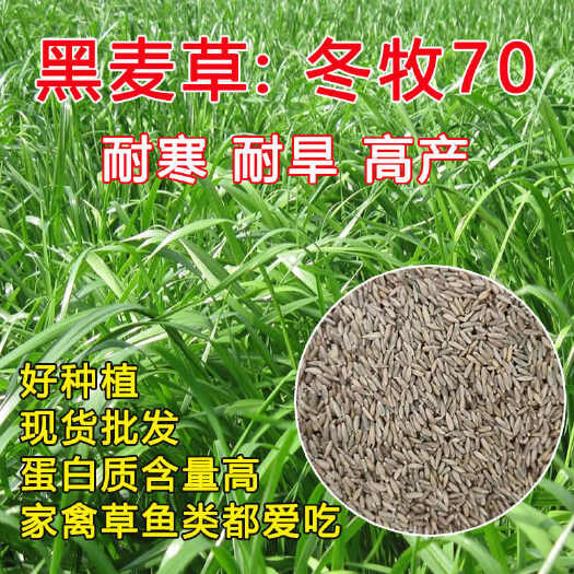 苏州冬牧70黑麦草种子四季割耐寒无毛宽叶鱼鹅牛羊蚂蚱牧草种子